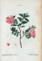 Picture 101 of 500 from Nouveau Duhamel (1801), leaf 102