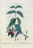 An illustration from Nouveau Duhamel (1801)