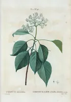 Picture 106 of 500 from Nouveau Duhamel (1801), leaf 107