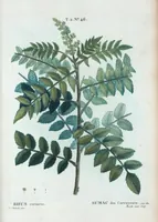 An illustration from Nouveau Duhamel (1801)