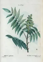 An illustration from Nouveau Duhamel (1801)
