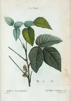 An illustration from Nouveau Duhamel (1801)