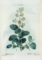 Picture 110 of 500 from Nouveau Duhamel (1801), leaf 111