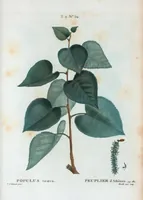 Picture 115 of 500 from Nouveau Duhamel (1801), leaf 116