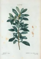 Picture 117 of 500 from Nouveau Duhamel (1801), leaf 118