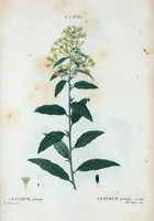An illustration from Nouveau Duhamel (1801)