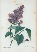 Picture 122 of 500 from Nouveau Duhamel (1801), leaf 123