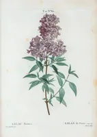 Picture 123 of 500 from Nouveau Duhamel (1801), leaf 124