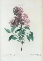 Picture 124 of 500 from Nouveau Duhamel (1801), leaf 125