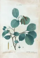 An illustration from Nouveau Duhamel (1801)