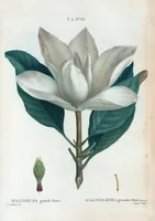 An illustration from Nouveau Duhamel (1801)