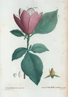 An illustration from Nouveau Duhamel (1801)