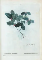 An illustration from Nouveau Duhamel (1801)