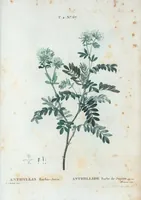 An illustration from Nouveau Duhamel (1801)