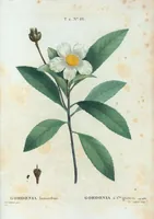 Picture 130 of 500 from Nouveau Duhamel (1801), leaf 131