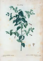 An illustration from Nouveau Duhamel (1801)