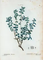 An illustration from Nouveau Duhamel (1801)