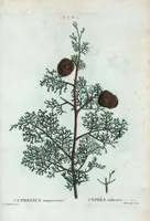 An illustration from Nouveau Duhamel (1801)