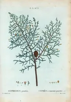 Picture 136 of 500 from Nouveau Duhamel (1801), leaf 137