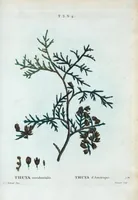 Picture 137 of 500 from Nouveau Duhamel (1801), leaf 138