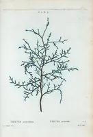 An illustration from Nouveau Duhamel (1801)