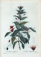 An illustration from Nouveau Duhamel (1801)