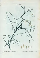 An illustration from Nouveau Duhamel (1801)