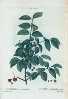Picture 141 of 500 from Nouveau Duhamel (1801), leaf 142