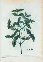 Picture 142 of 500 from Nouveau Duhamel (1801), leaf 143