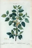 An illustration from Nouveau Duhamel (1801)
