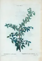 Picture 144 of 500 from Nouveau Duhamel (1801), leaf 145