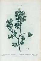Picture 145 of 500 from Nouveau Duhamel (1801), leaf 146