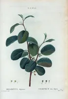 Picture 146 of 500 from Nouveau Duhamel (1801), leaf 147