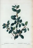 Picture 147 of 500 from Nouveau Duhamel (1801), leaf 148