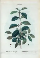 Picture 148 of 500 from Nouveau Duhamel (1801), leaf 149