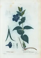 An illustration from Nouveau Duhamel (1801)