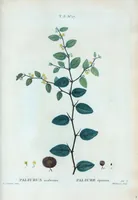 Picture 150 of 500 from Nouveau Duhamel (1801), leaf 151
