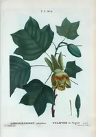 Picture 151 of 500 from Nouveau Duhamel (1801), leaf 152