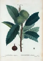 An illustration from Nouveau Duhamel (1801)