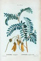 Picture 153 of 500 from Nouveau Duhamel (1801), leaf 154