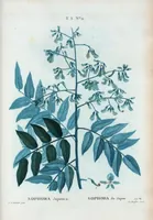Picture 154 of 500 from Nouveau Duhamel (1801), leaf 155