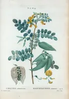 Picture 155 of 500 from Nouveau Duhamel (1801), leaf 156
