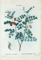 An illustration from Nouveau Duhamel (1801)