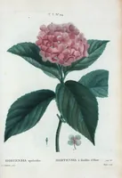 An illustration from Nouveau Duhamel (1801)