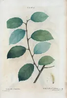 An illustration from Nouveau Duhamel (1801)