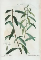 Picture 159 of 500 from Nouveau Duhamel (1801), leaf 160