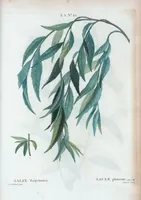Picture 160 of 500 from Nouveau Duhamel (1801), leaf 161