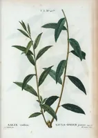 Picture 161 of 500 from Nouveau Duhamel (1801), leaf 162