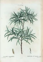An illustration from Nouveau Duhamel (1801)