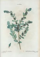 Picture 165 of 500 from Nouveau Duhamel (1801), leaf 166